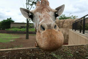 夏至といえば・・・