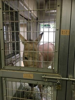 リラックスモードのミンミン☆*+。