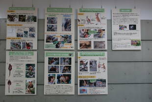 Tree Kangaroo awareness Day