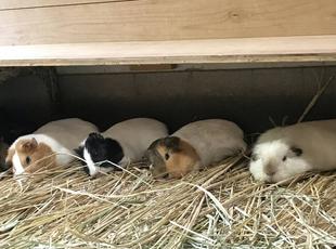 ある日のモルモット