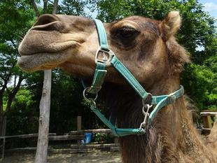 世界ラクダの日　＆　オウム・インコの日