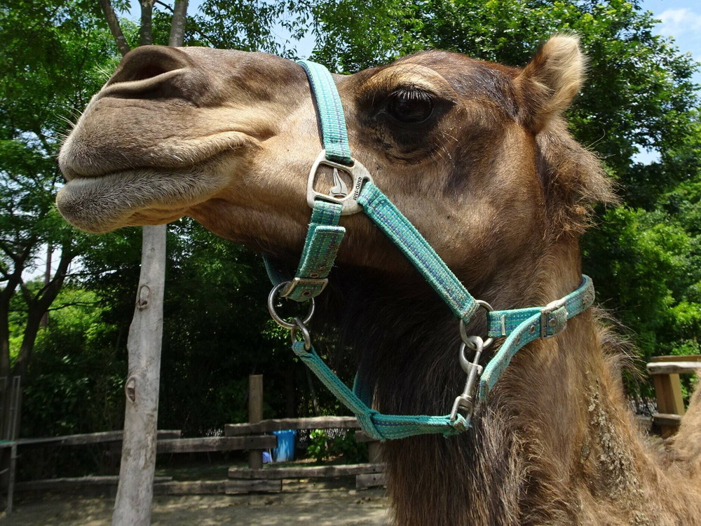 世界ラクダの日 & オウム・インコの日の写真