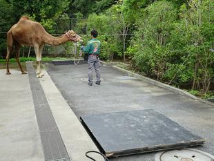 ラクダの体重測定（その2）