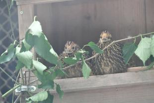 ベニジュケイ成長記録②