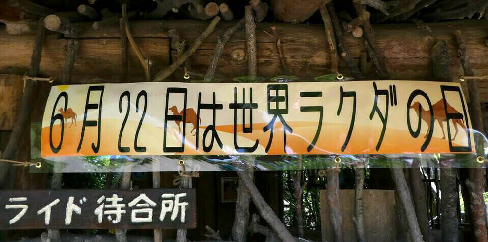 世界ラクダの日 -2-の写真