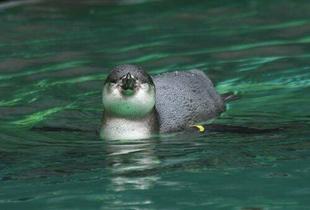 ペンギンのヒナ、プールデビュー！