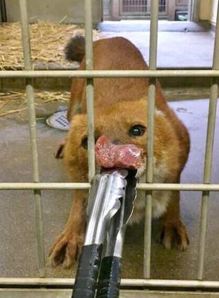 ドールの朝食の食べ方☆*+。