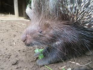 ネイロ。３才に！