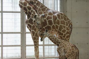 祝☆キリン誕生！！！