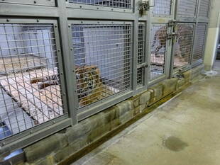 遅くなりましたが・・・( 一一)