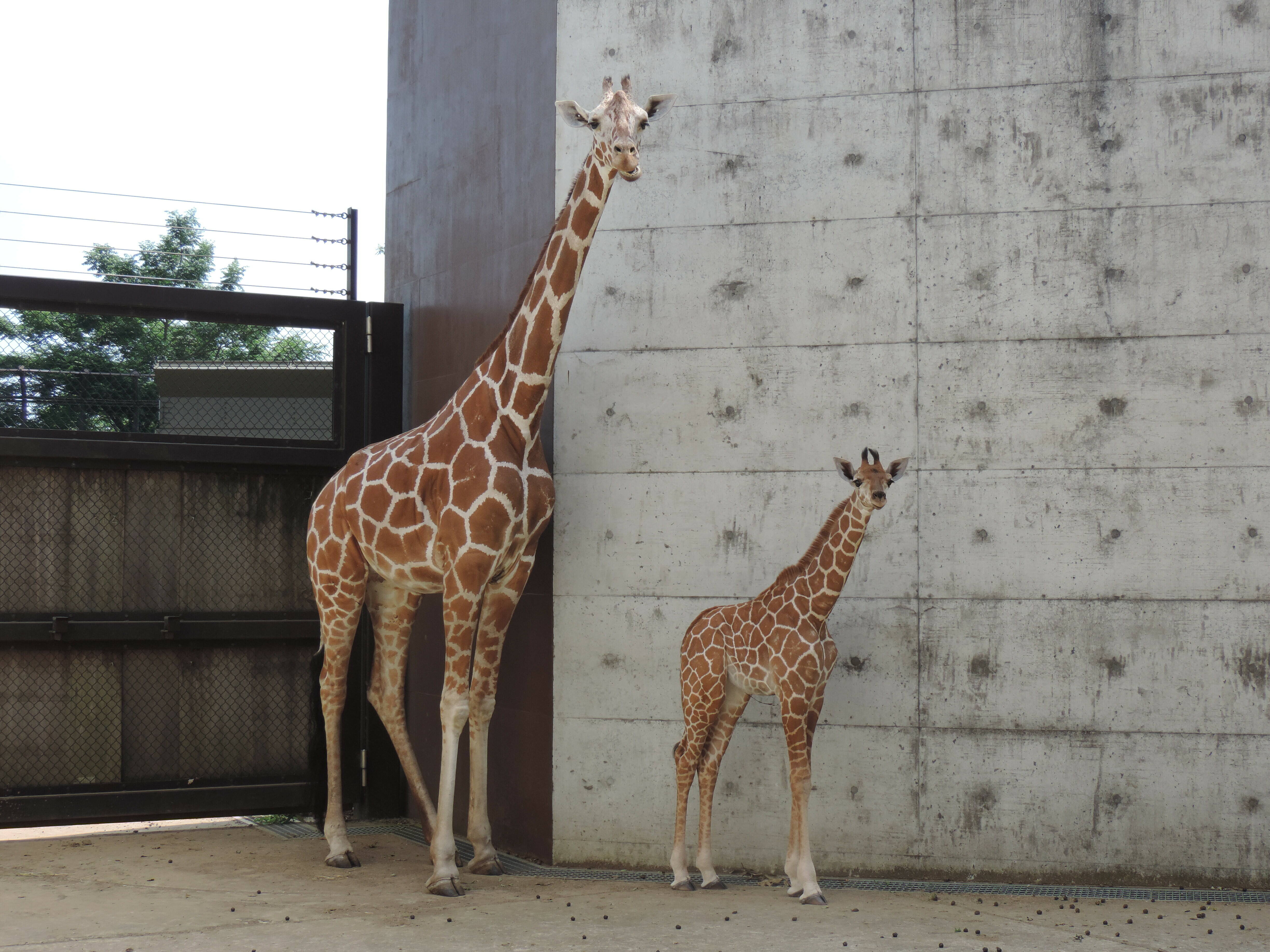 キリンの赤ちゃん公開＆愛称投票します！|アフリカのサバンナ