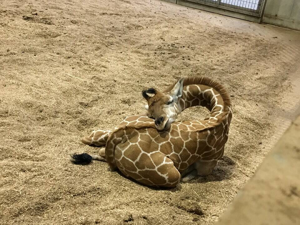 寝る子は育つ?の写真