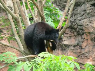 動物愛護標語コンクール 作品募集中！！