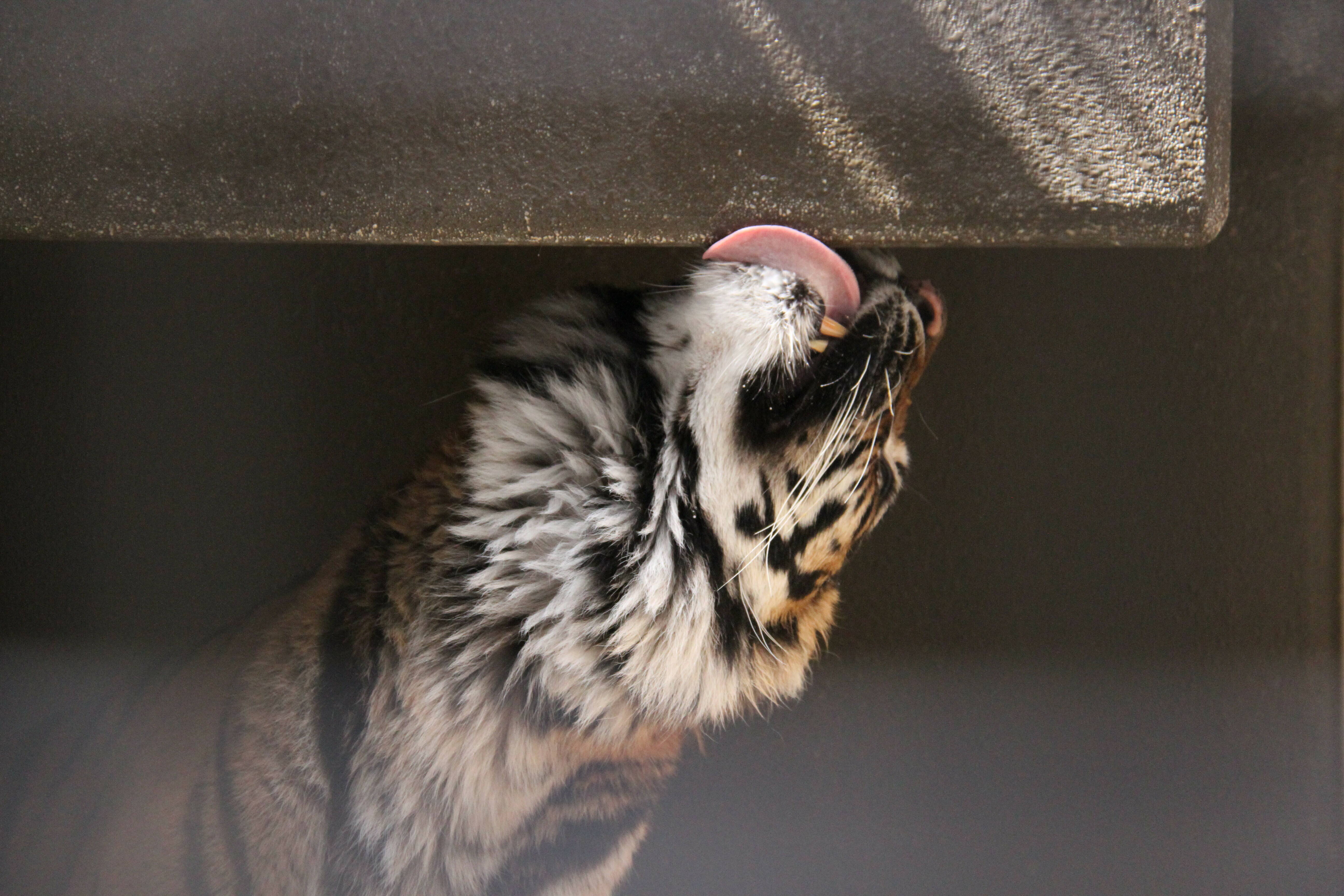ベロベロデルの写真