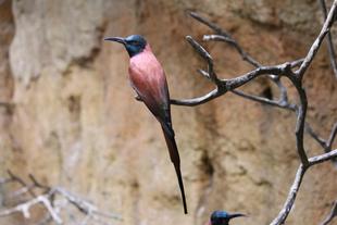 展示を再開しました