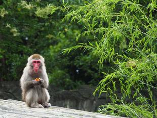 ニホンザルたちの七夕