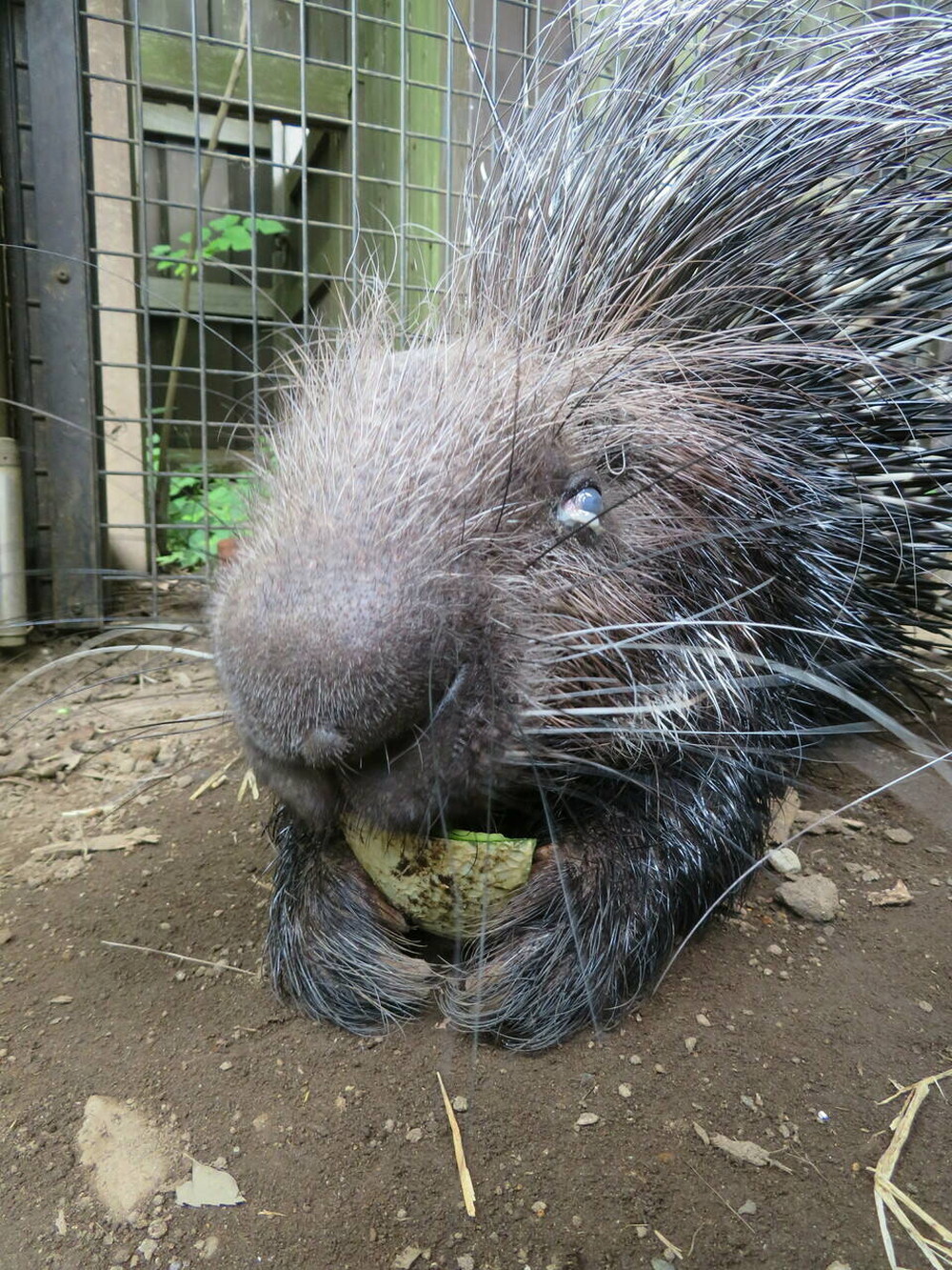 年に一度の・・・の写真