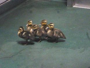 カルガモ５兄弟