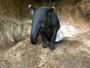 ロコ、運動場デビュー！