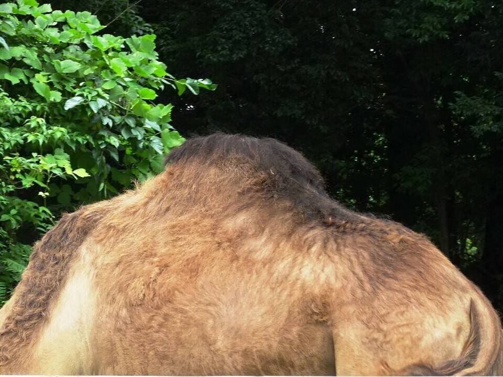 コブの日の写真