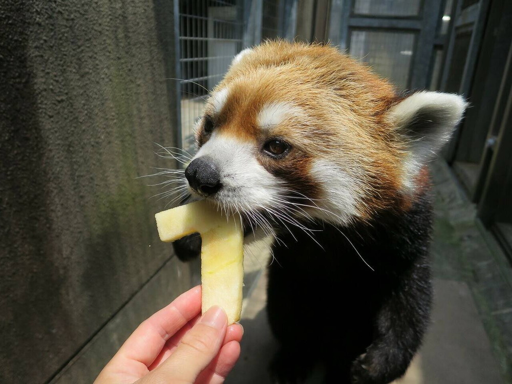イチゴ 7歳♪♪♪の写真