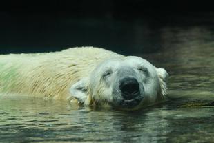 ホッキョクグマたちの夏~2019