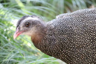 自慢の羽が・・・！！