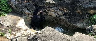 メガネグマから、残暑お見舞い申し上げます