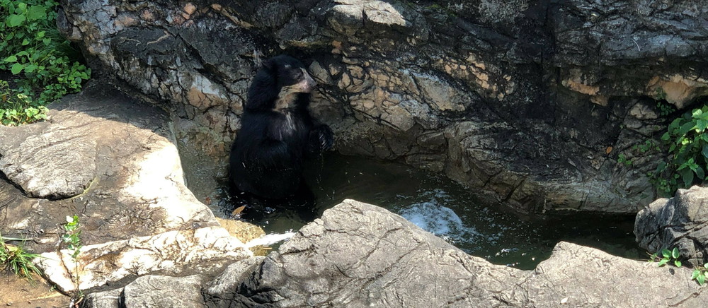 メガネグマから、残暑お見舞い申し上げますの写真
