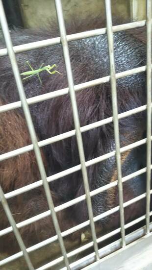 オラン舎にお客さま