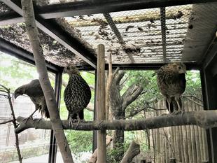 ベニジュケイ成長記録④