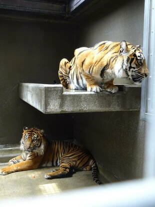 同居の様子　その①