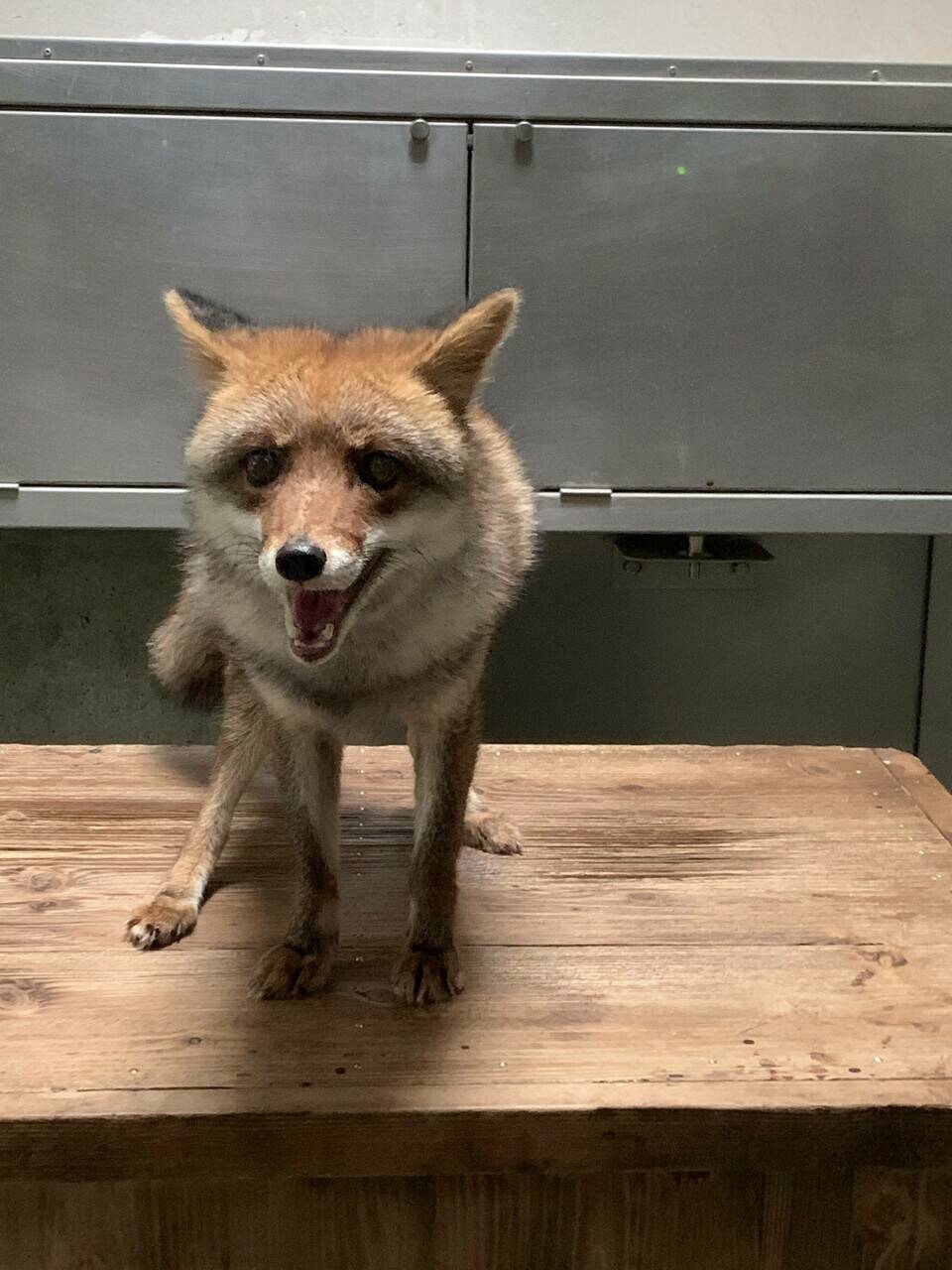 コウシロウの日常の写真
