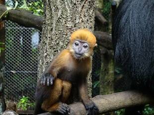 アマナツ、冒険中♪