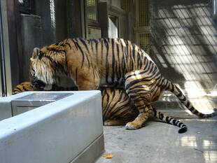 同居の様子　その④（2019年度最終回）