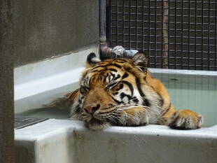 暑いですね・・・(*_*)