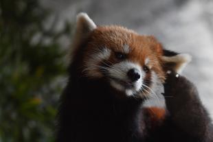 ありがとうございました