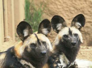 リカオン知っていますか?