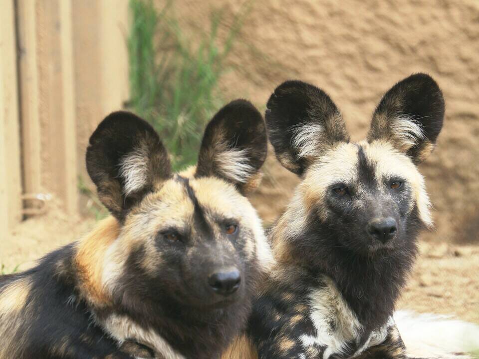リカオン知っていますか?の写真