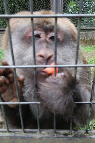 冷やしトマト始めました