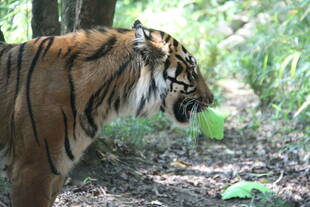 珍しい時間帯で実施予定（告知）