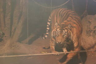 ナイトズーラシアもあと数回