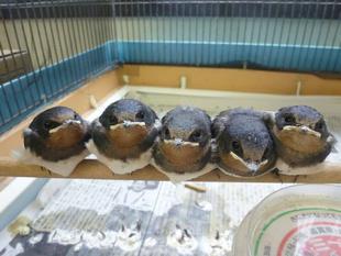 ツバメ、ツバメ、ツバメ...