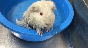 毛の長いモルモット？