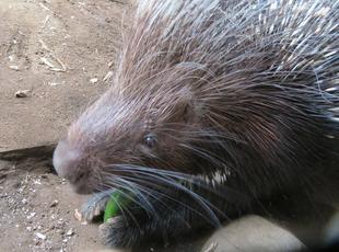 ネイロ、頑張る！