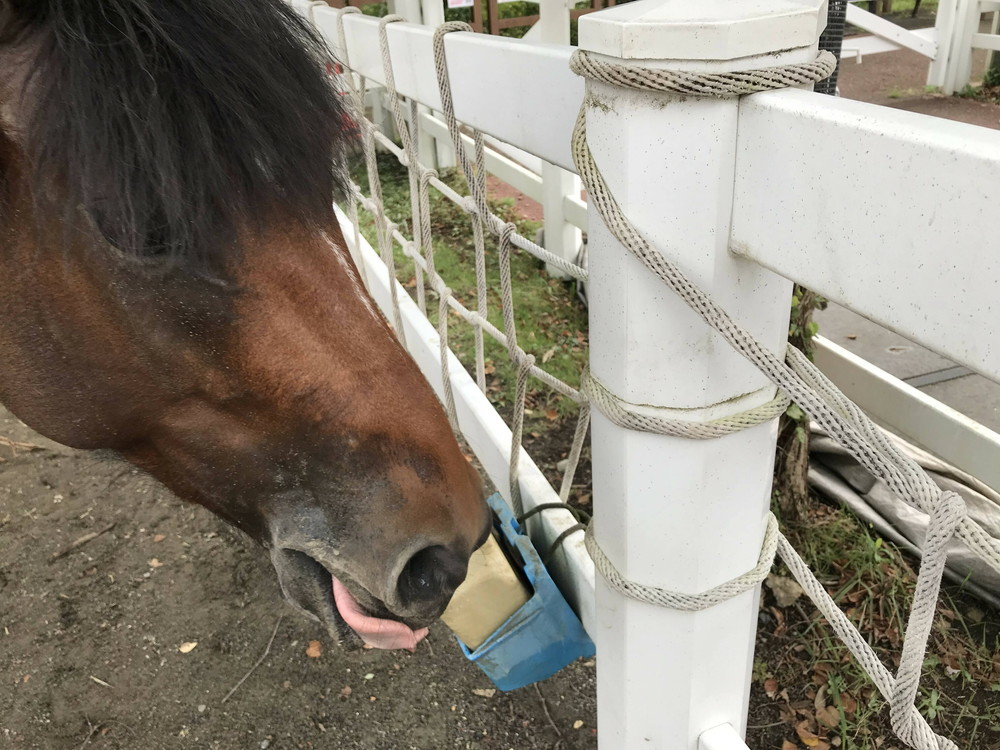 塩分チャージの写真