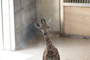 愛称決定しました！