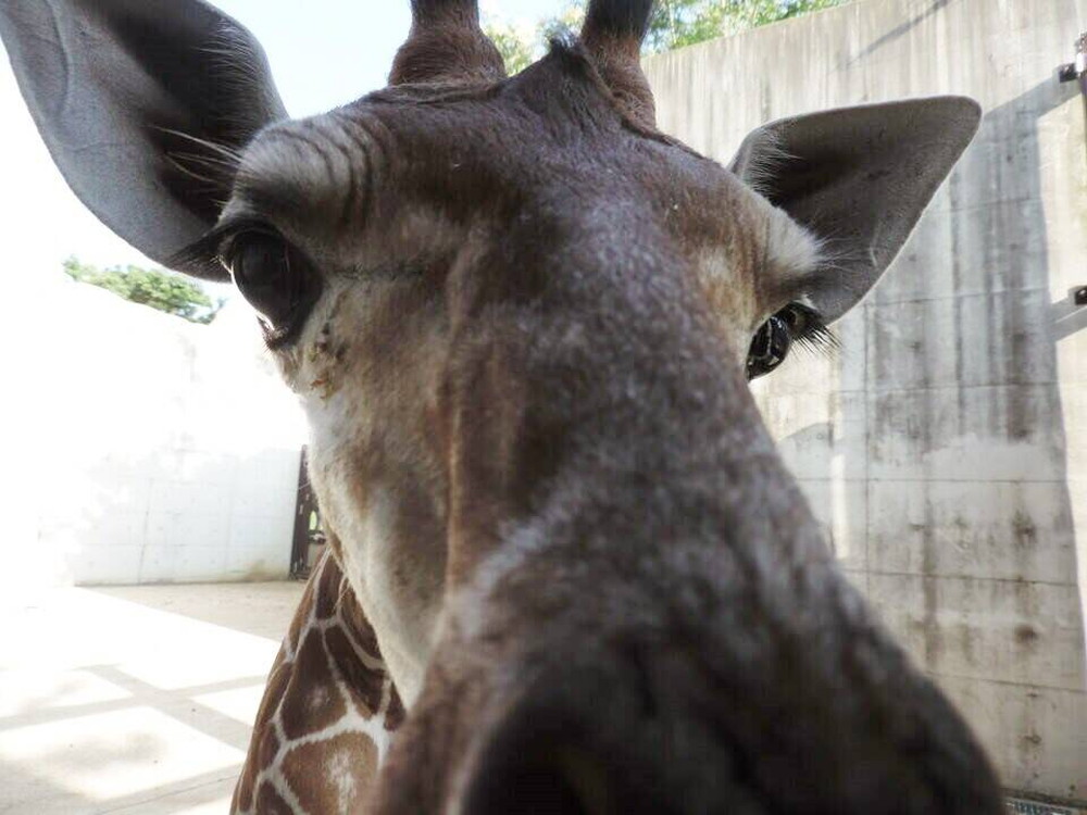 展示場馴致(休園日)の様子①の写真
