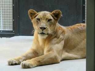 ニノ、7歳になりました
