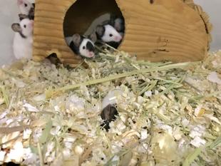 パンダマウスの部屋